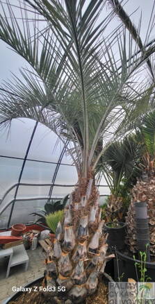 Butia Capitata kmeň 75-100cm 350lt
