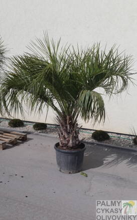 Butia Capitata výška rastliny 180-200cm, kmeň 40-60cm