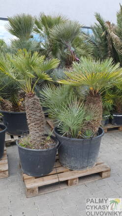 Chamaerops Humilis cerifera výška 140-160cm kmeň 60-80cm