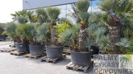Chamaerops Humilis cerifera výška 200-250cm multikmeň 
