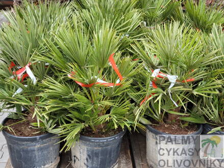Chamaerops Humilis Vulcano 80-100cm 25lt