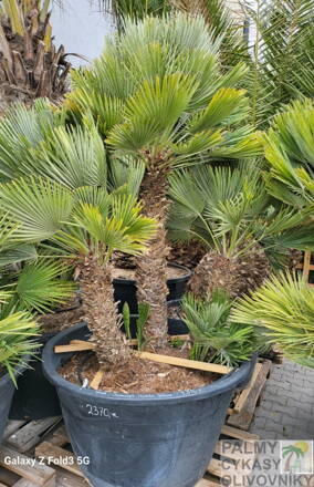 Chamaerops Humilis Vulcano ejemplar 200cm-250cm 500lt