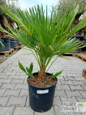 Chamaerops Humilis 100-120cm