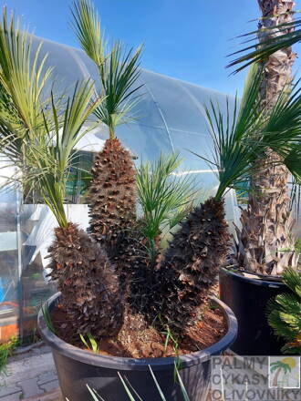 Chamaerops Humilis cerifera 200-230cm 500L multikmeň 