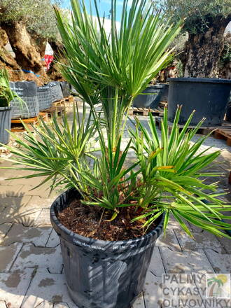 Chamaerops Humilis Vulcano výška 80-100cm 