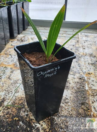 Copernicia hospita výška 15cm