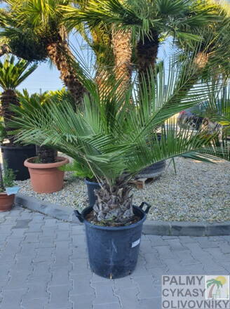 Jubaea Chilensis 160-170cm, kmeň 30-40cm