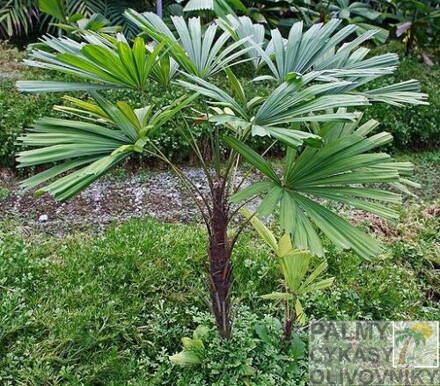 Licuala Spinosa - 10ks semien