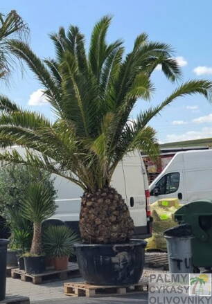 Phoenix Canariensis 300-350cm kmeň 80-100cm