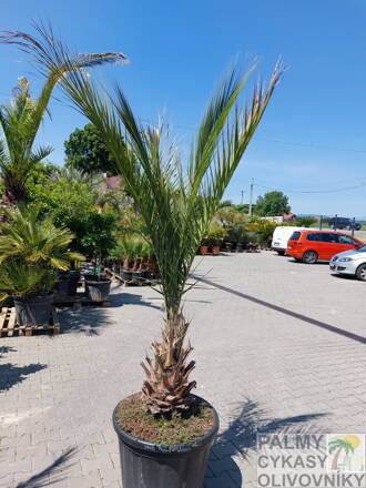Phoenix Sylvestris  110L 40-50cm