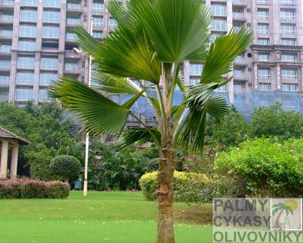 Pritchardia Pacifica - 10ks semien