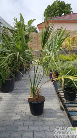 Sabal Mexicana 100-150cm
