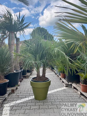 Trachycarpus Fortunei Multikmeň 20-50cm, 180-200cm výška
