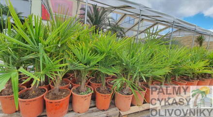 Trachycarpus Fortunei 50-80cm jednokmeň 15Lt.