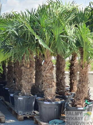 Trachycarpus Fortunei kmeň 80-100cm, 180-230cm výška