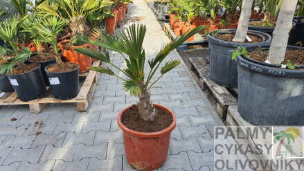 Trachycarpus wagnerianus 60 - 90cm