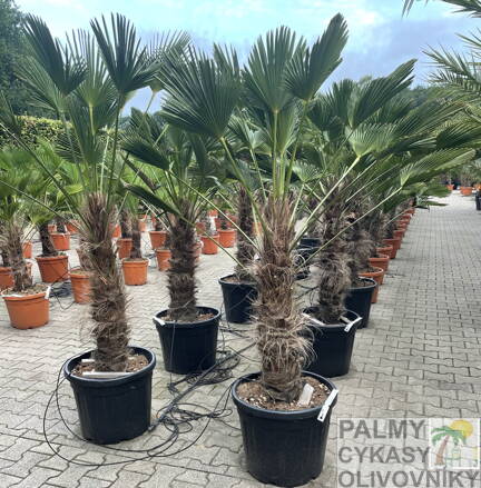 Trachycarpus wagnerianus kmeň 80-100cm výška celkom 180-200cm