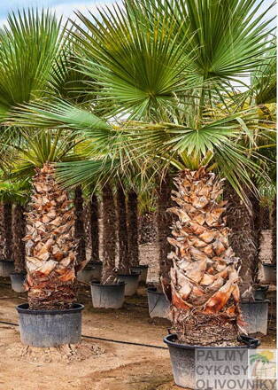 Washingtonia Robusta kmeň 180-230cm