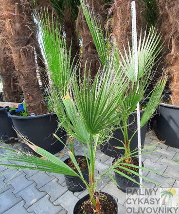 Washingtonia Robusta - výška 70-120cm