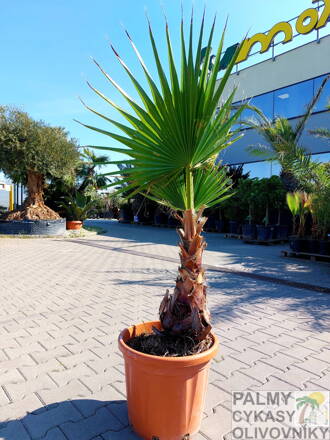 Washingtonia Robusta výška 130-150cm kmeň 40-60cm