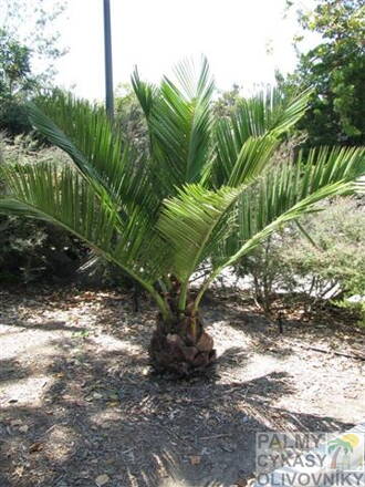Jubaea Chilensis - 10ks semien