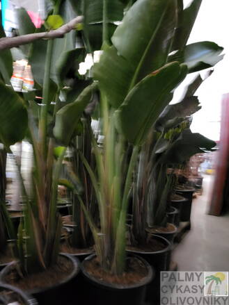 Strelitzia Nicolai - výška 200-250cm C35