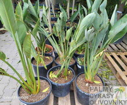 Strelitzia Reginae - strelícia kráľovská 80-100cm 15L