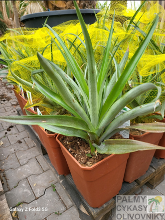 Ananás výška  40-60cm odroda  MD2.