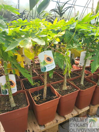 Carica Papaya 8 Lt. v. 60-80cm