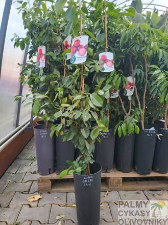 Guava výška 80-120cm