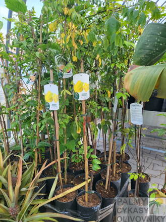 Karambola výška 120-150cm