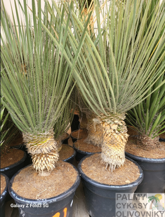 Yucca Elata 100-125cm 