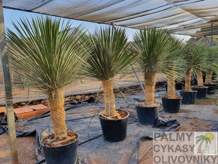 Yucca Elata - 10ks semien