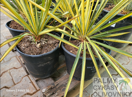 Yucca Filamentosa color guard