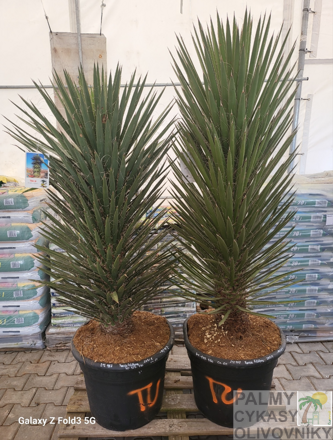 Yucca Filifera 125-150cm
