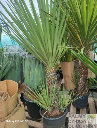 Yucca Hibrida 160-180cm 