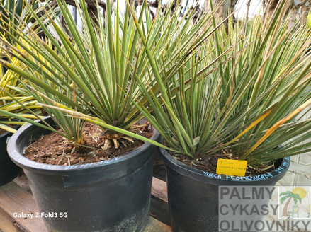 Yucca Neomexicana 50-60cm