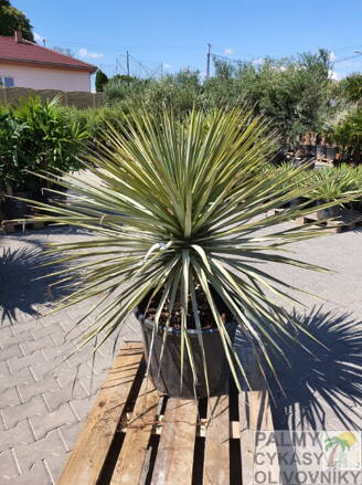 Yucca Rigida  výška 110-130cm