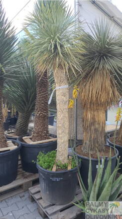 Yucca Rostrata  výška 230 - 250cm, kmeň 120 - 150cm