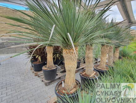 Yucca Rostrata  výška 180 - 210cm, kmeň 60 - 80cm