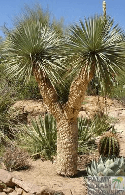 Yucca Thompsoniana - 10ks semien